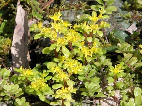 Sedum makinoi