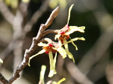 Hamamelis japonica var. obtusata