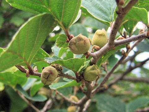 Hamamelis japonica var. obtusata