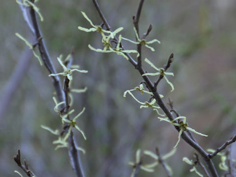 Hamamelis japonica var. obtusata