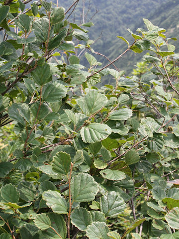 Hamamelis japonica var. obtusata