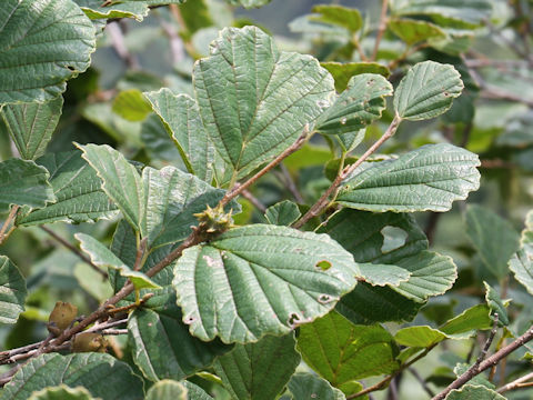 Hamamelis japonica var. obtusata