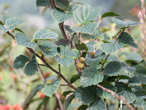 Hamamelis japonica var. obtusata