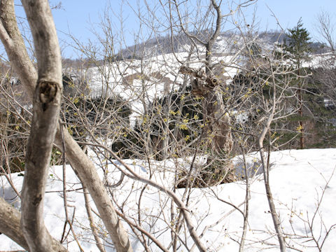 Hamamelis japonica var. obtusata