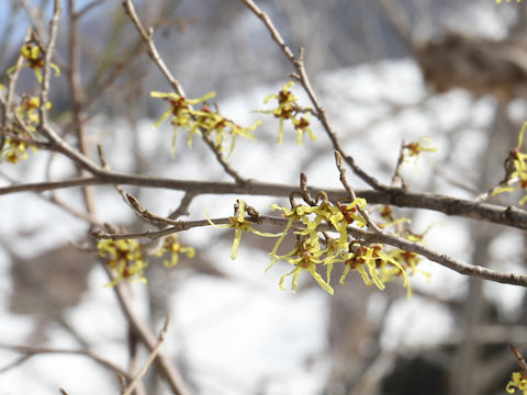 Hamamelis japonica var. obtusata