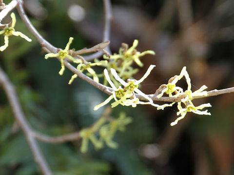 Hamamelis japonica var. obtusata