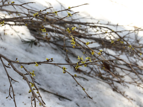 Hamamelis japonica var. obtusata