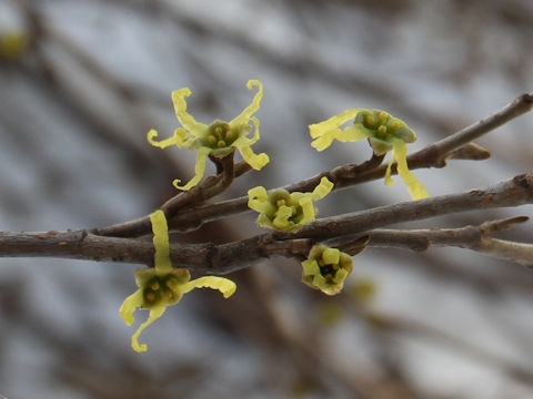 Hamamelis japonica var. obtusata