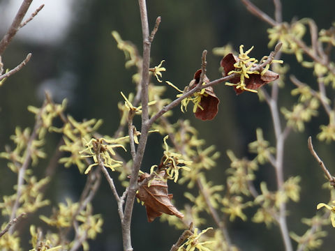 Hamamelis japonica var. obtusata