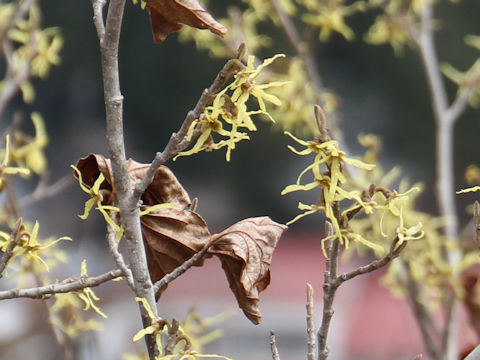 Hamamelis japonica var. obtusata