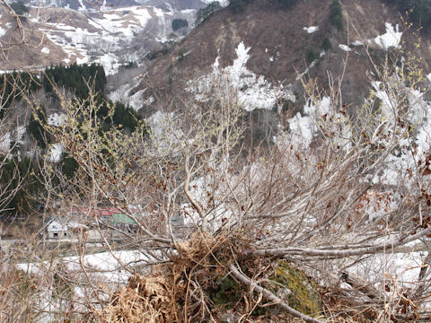 Hamamelis japonica var. obtusata