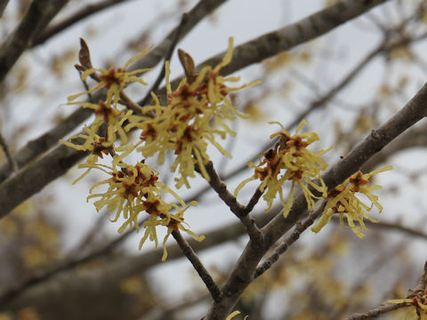 Hamamelis japonica var. obtusata