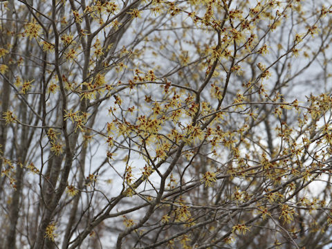 Hamamelis japonica var. obtusata