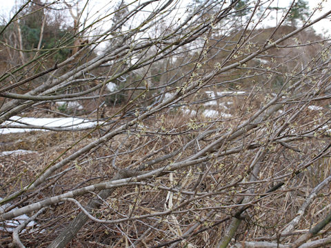 Hamamelis japonica var. obtusata