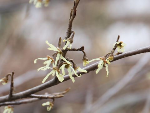 Hamamelis japonica var. obtusata