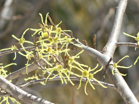 Hamamelis japonica var. obtusata