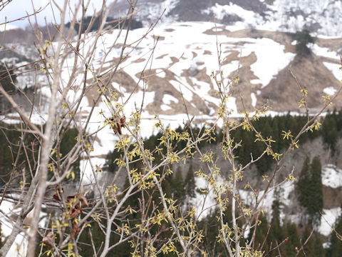 Hamamelis japonica var. obtusata