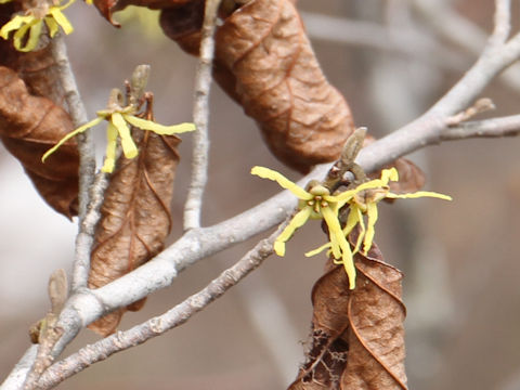 Hamamelis japonica var. obtusata