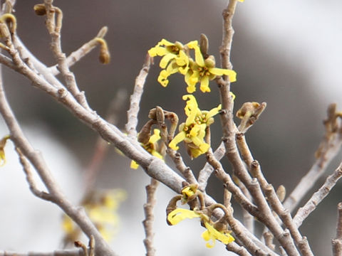 Hamamelis japonica var. obtusata