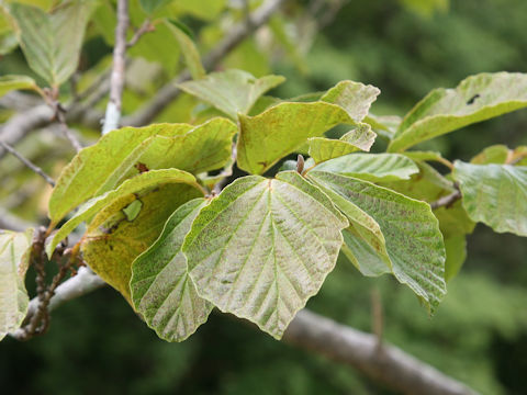 Hamamelis japonica var. obtusata