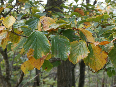 Hamamelis japonica var. obtusata