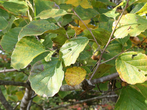 Hamamelis japonica var. obtusata