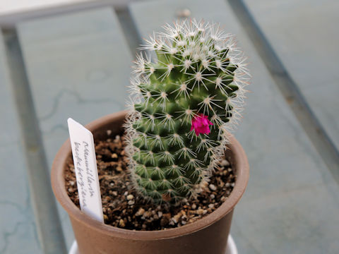 Mammillaria backebergiana