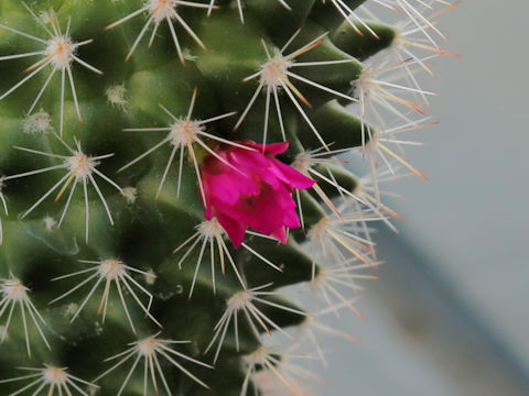 Mammillaria backebergiana