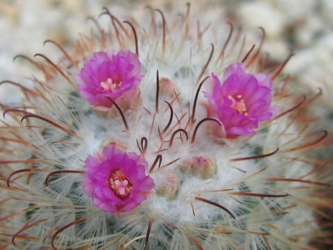 Mammillaria bombycina