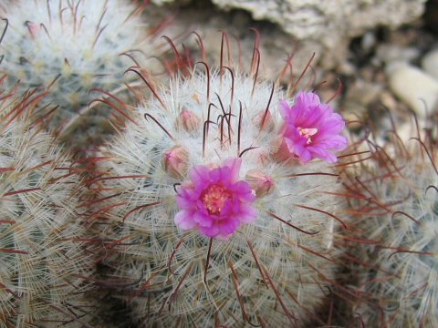 Mammillaria bombycina