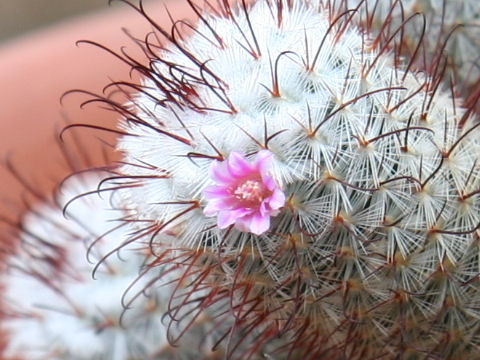 Mammillaria bombycina