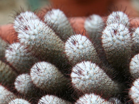 Mammillaria bombycina