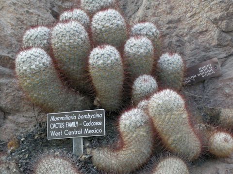 Mammillaria bombycina