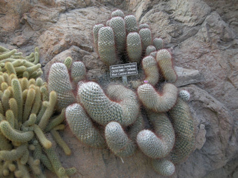 Mammillaria bombycina