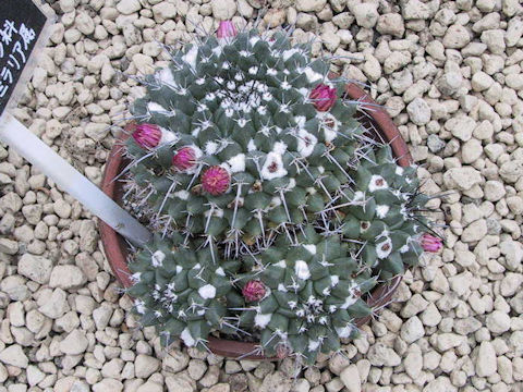 マミラリア・ブカレリエンシス (Mammillaria bucareliensis)