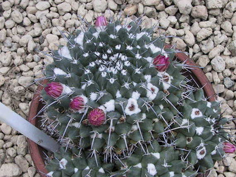 Mammillaria bucareliensis