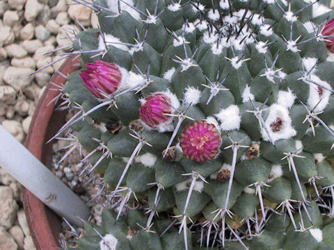 Mammillaria bucareliensis