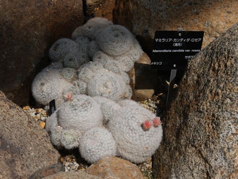 Mammillaria candida