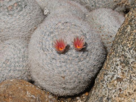 Mammillaria candida