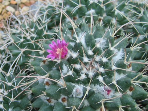 Mammillaria compressa