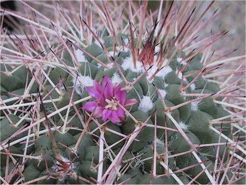 Mammillaria compressa