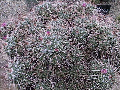 Mammillaria compressa