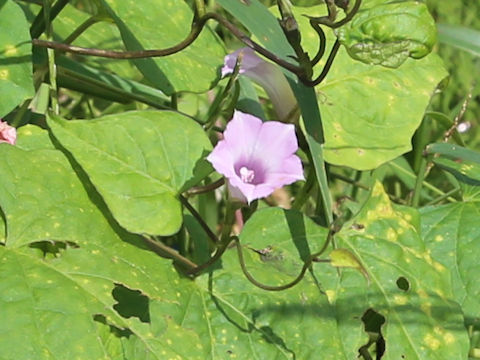 Ipomoea lacunosa