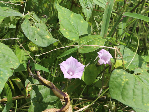 Ipomoea lacunosa