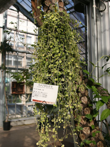 Dischidia formosana