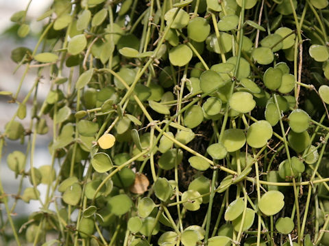 Dischidia formosana