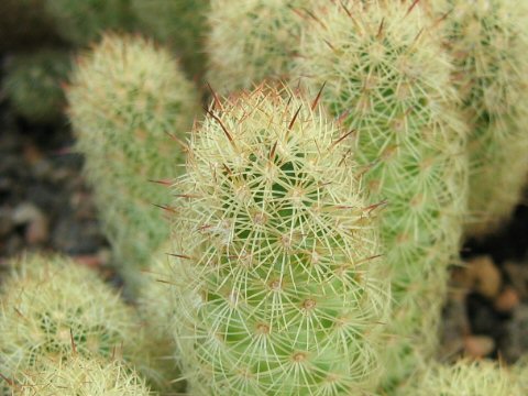 Mammilaria elongata