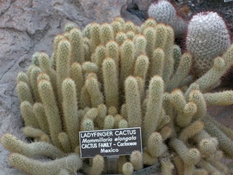 Mammilaria elongata