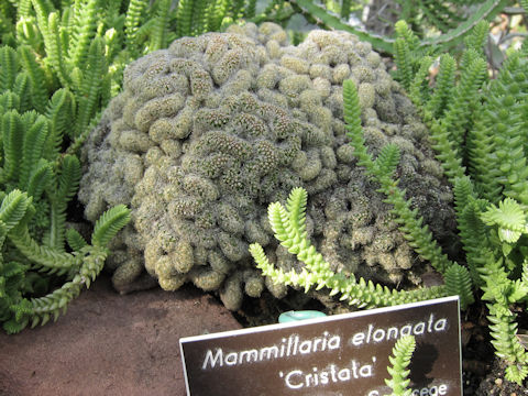 Mammilaria elongata cv. Cristata