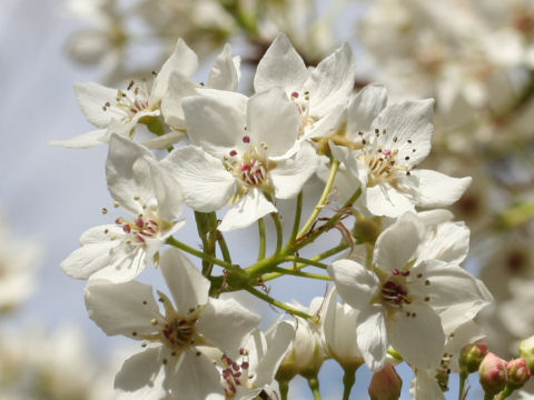 Pyrus calleryana